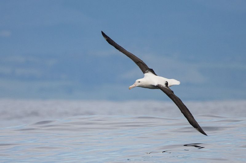 Northern Royal Albatross