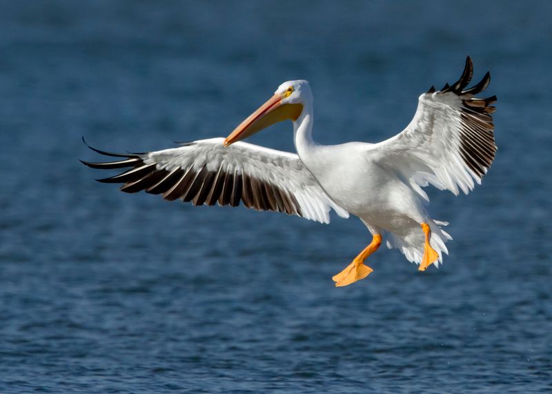 American White Pelican in North Dakota