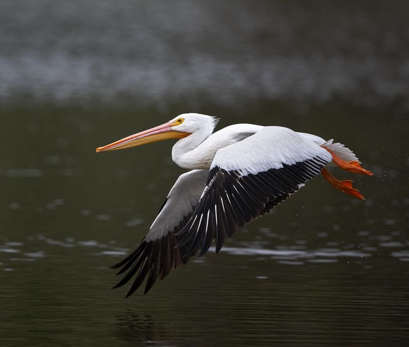 American White Pelican