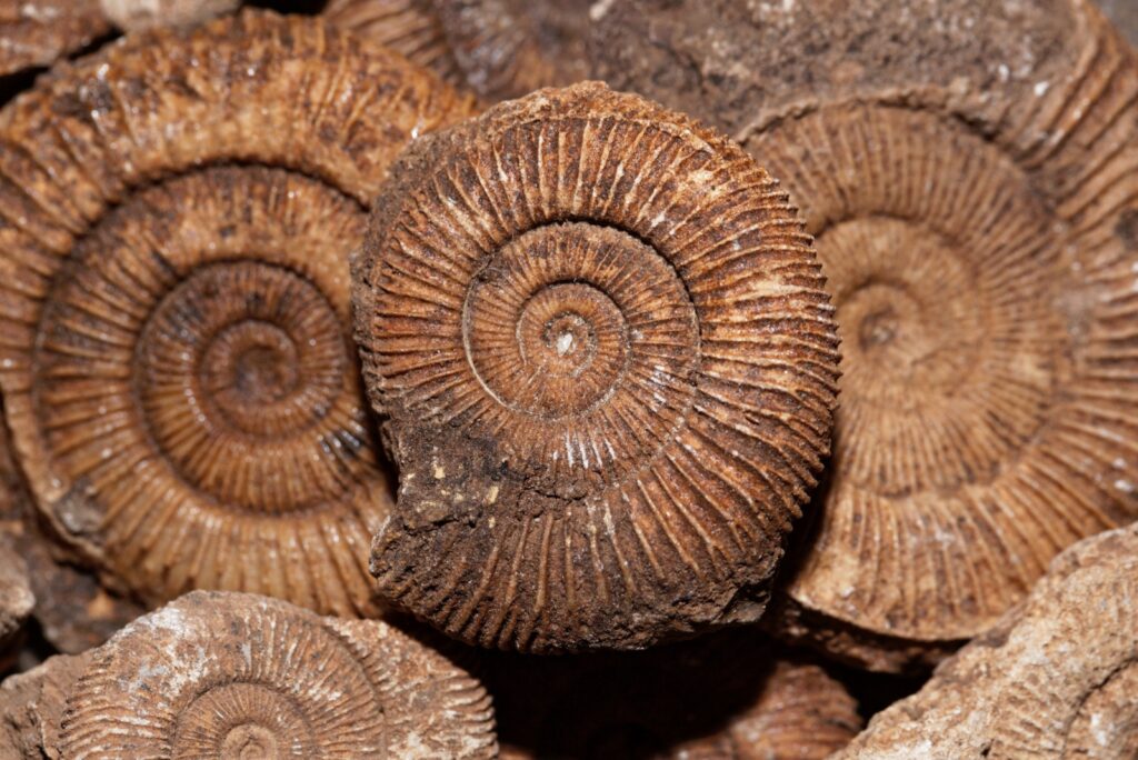 Ammonite