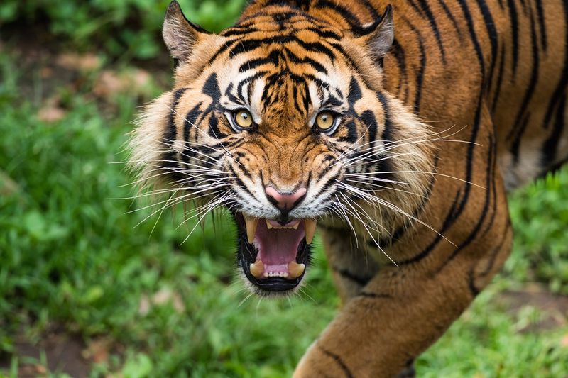 Sumatran Tiger