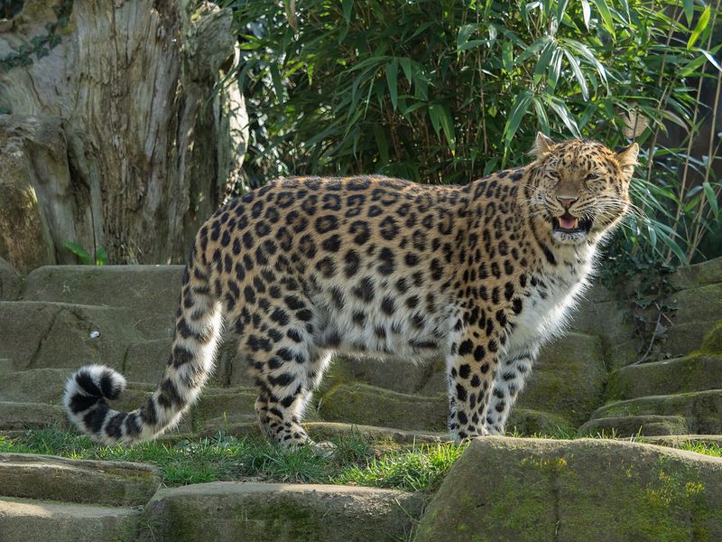 Amur Leopard