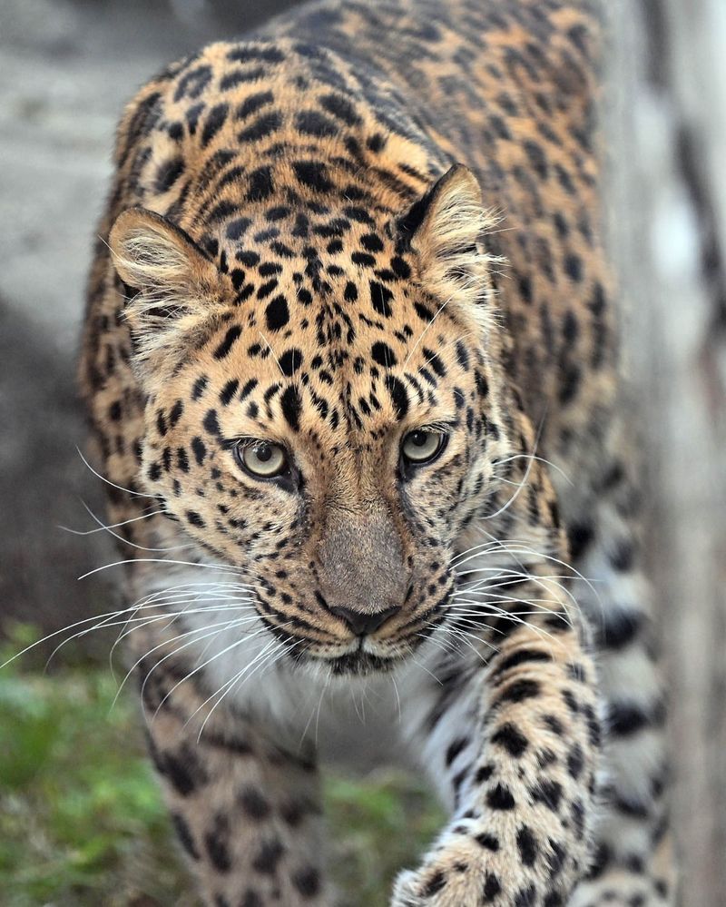 Amur Leopard