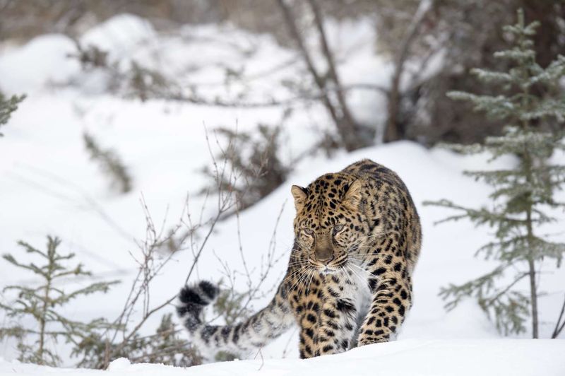 Amur Leopard