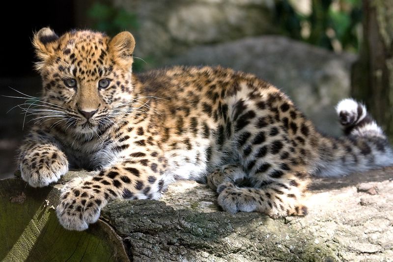 Amur Leopard