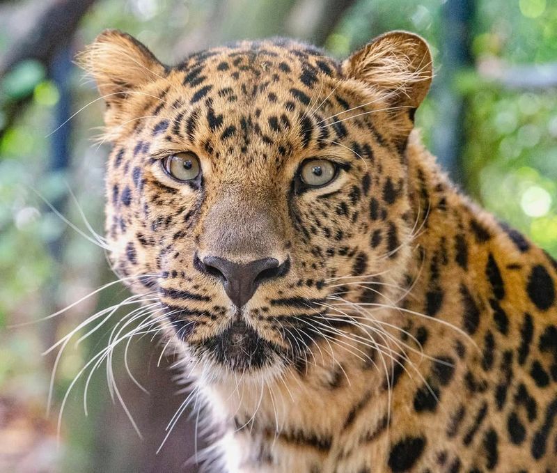 Amur Leopard