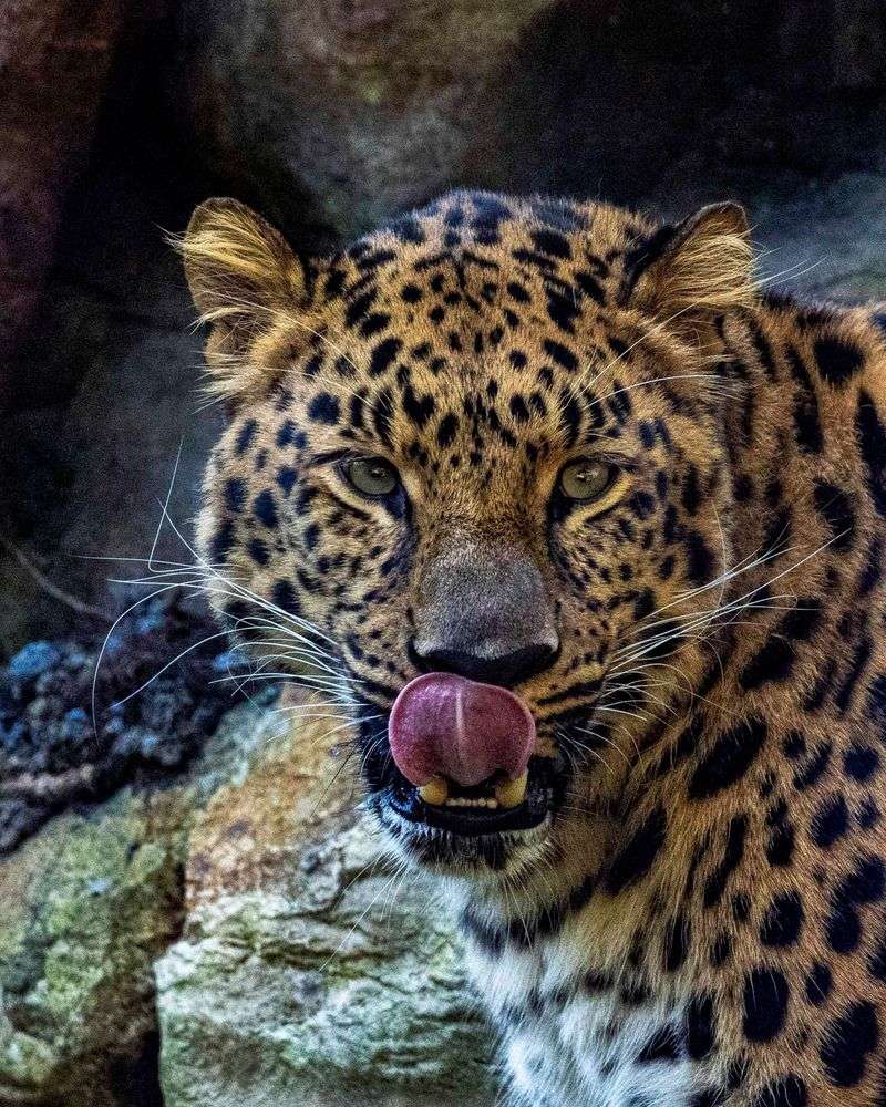 Amur Leopard