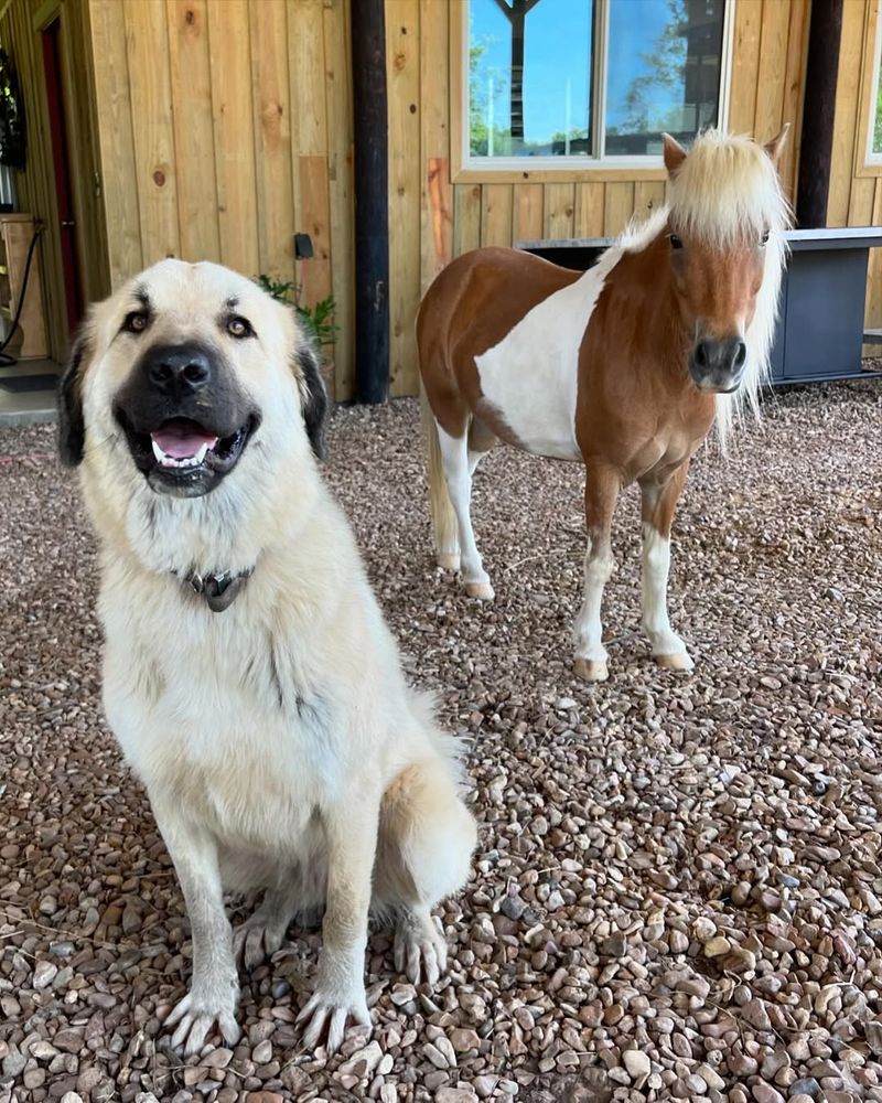 Anatolian Shepherd