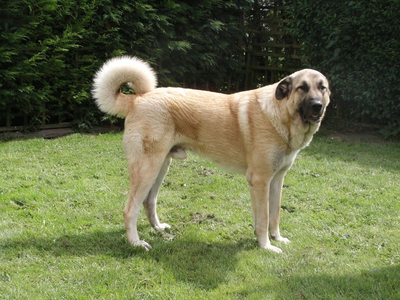 Anatolian Shepherd