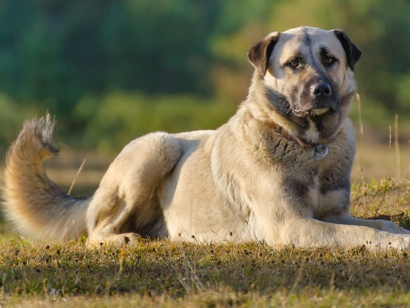 Anatolian Shepherd