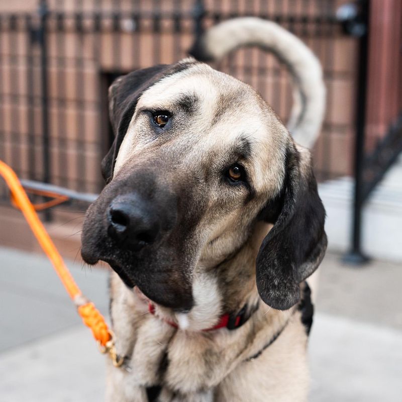 Anatolian Shepherd