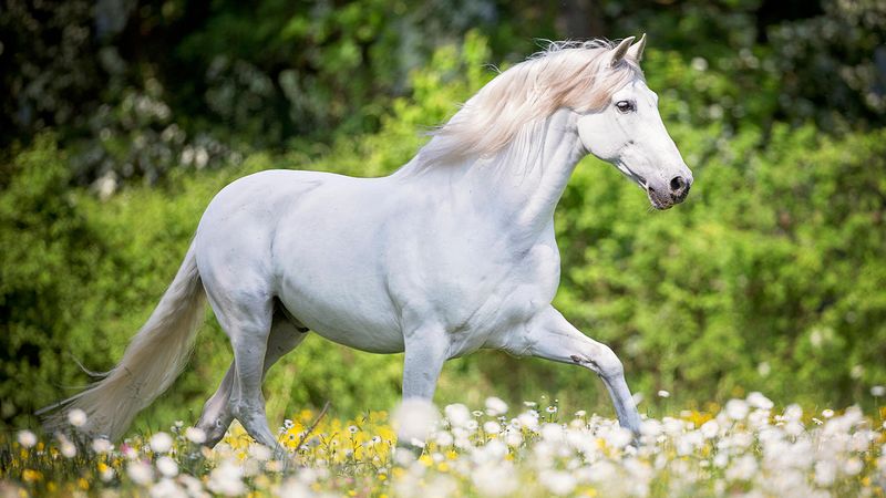 Andalusian