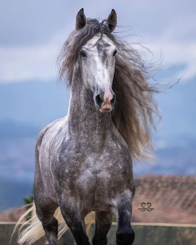 Andalusian