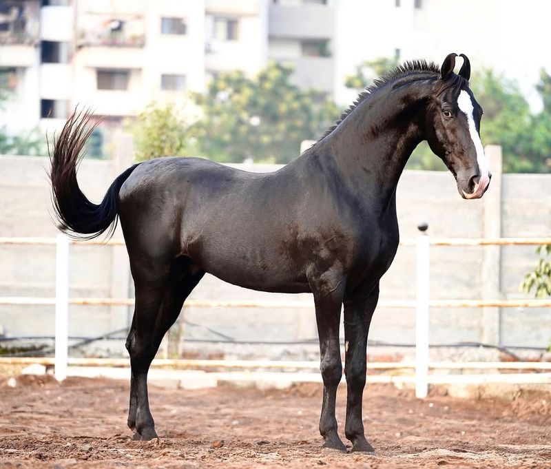 Marwari Horse