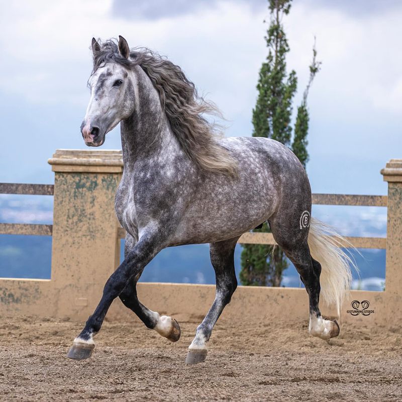 Andalusian Horse