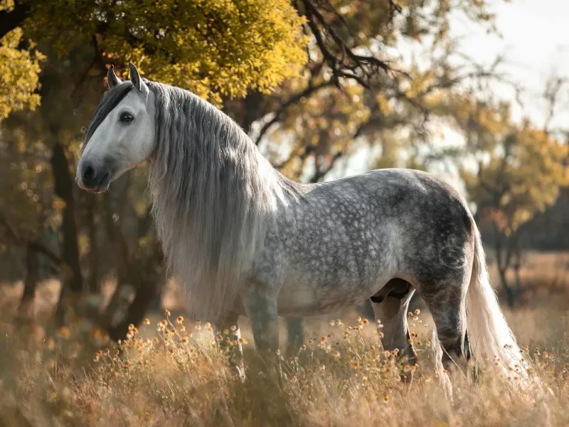 Andalusian