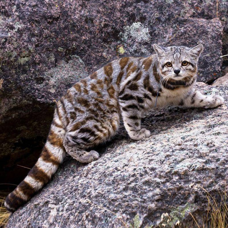 Andean Cat