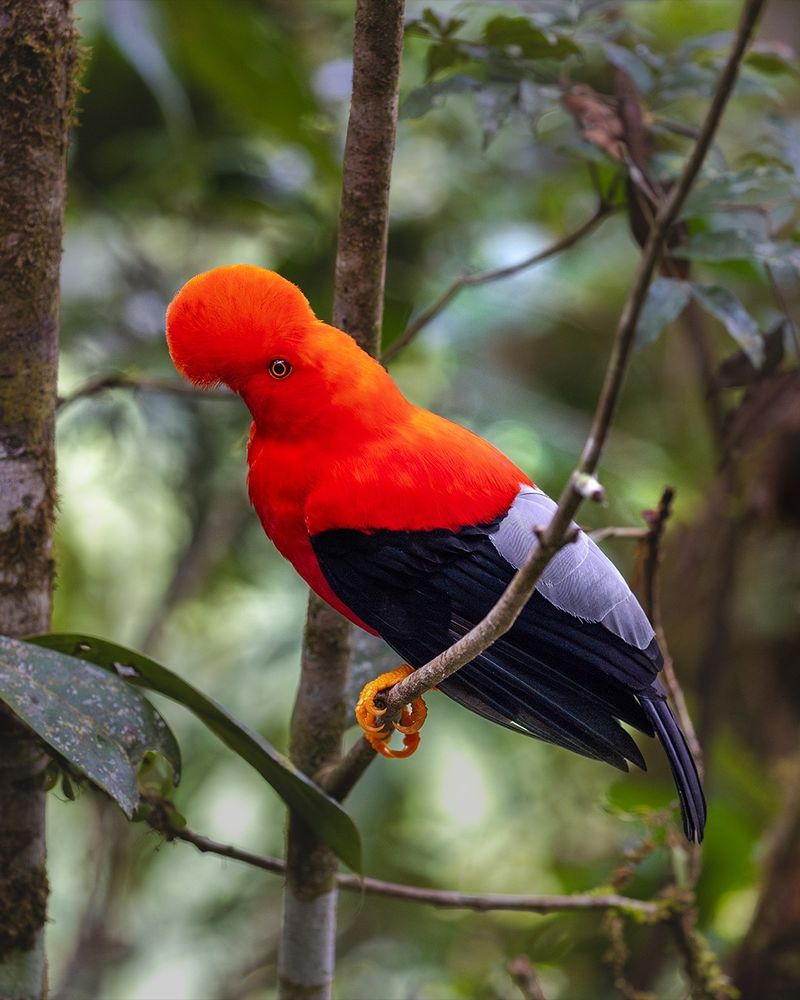 Andean Cock-of-the-rock