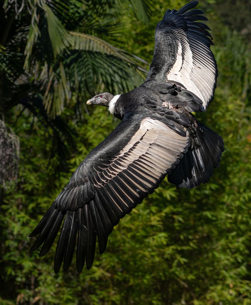 Andean Condor