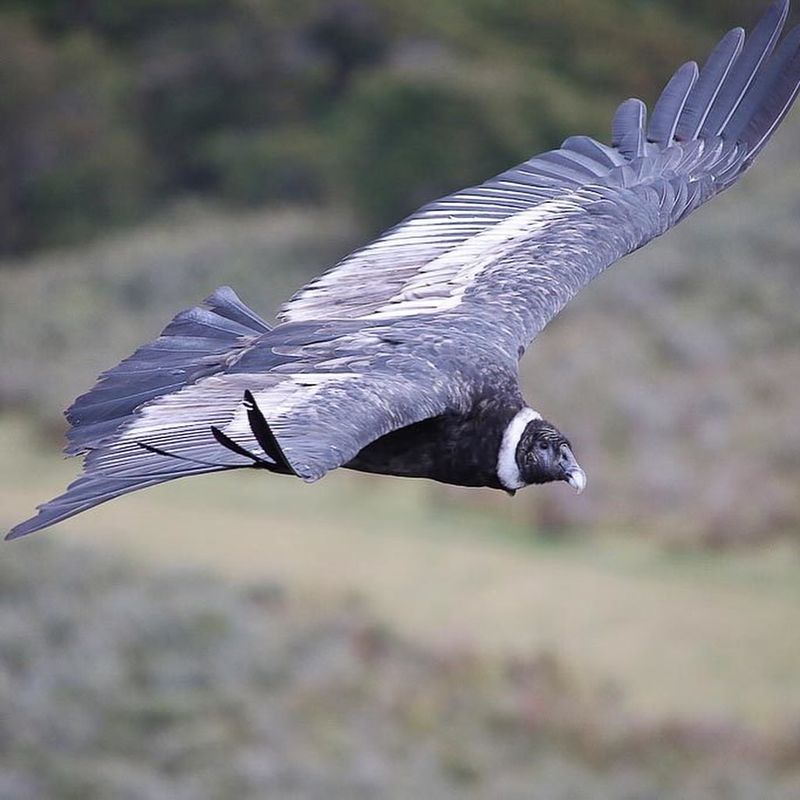 Andean Condor