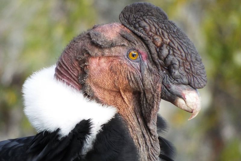 Andean Condor