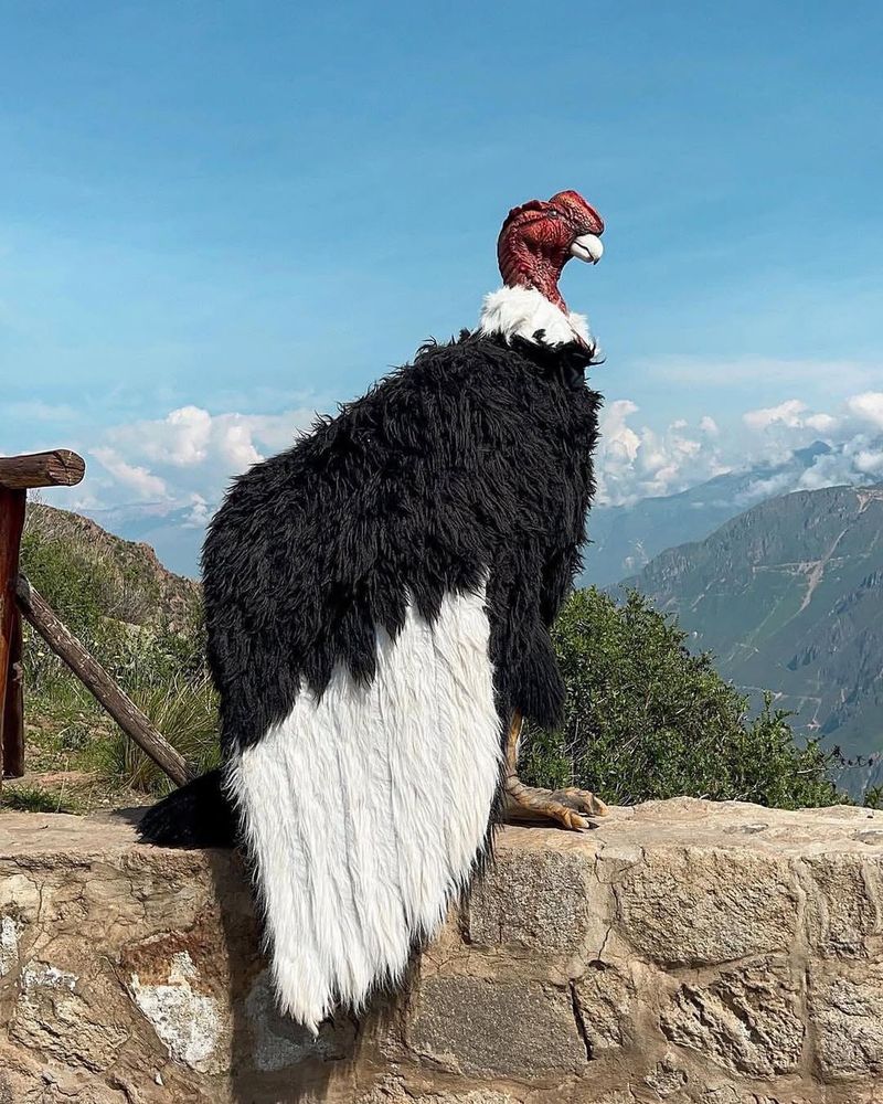 Andean Condor