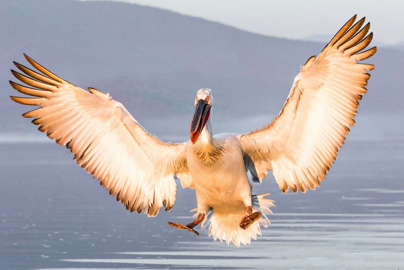 Dalmatian Pelican