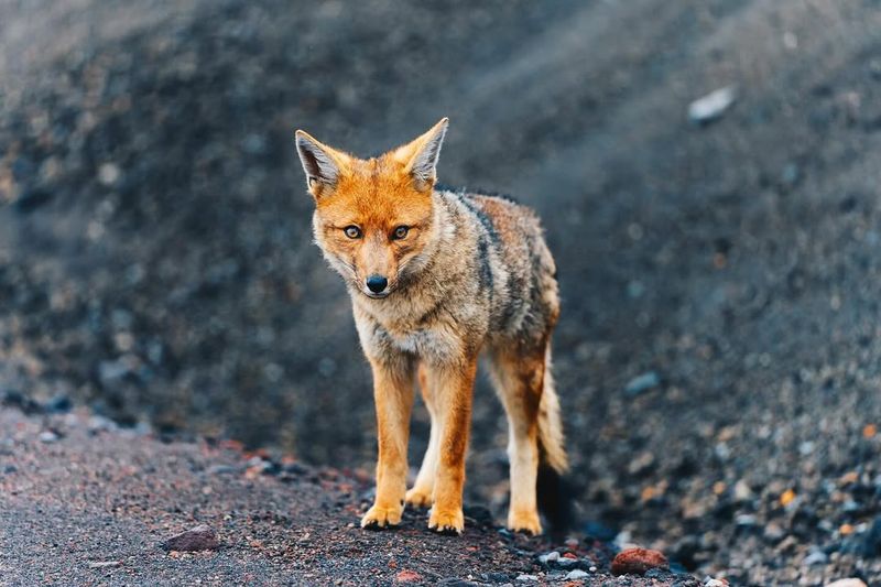 Andean Fox