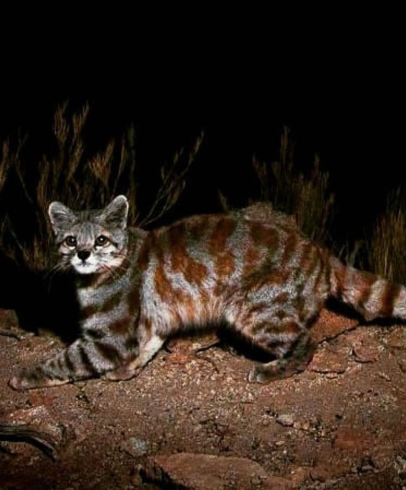 Andean Mountain Cat