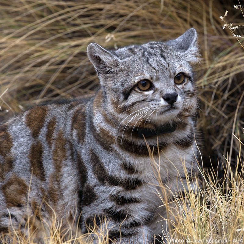 Andean Mountain Cat