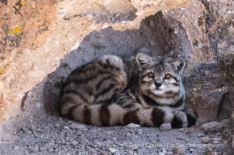 Andean Mountain Cat