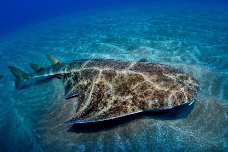 Angel Shark