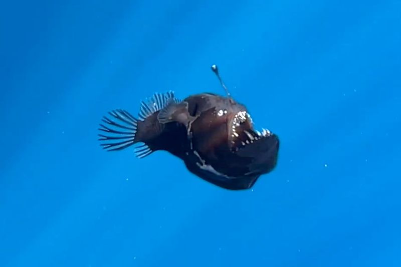 Anglerfish