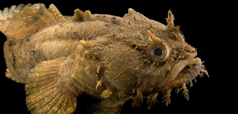 Toadfish