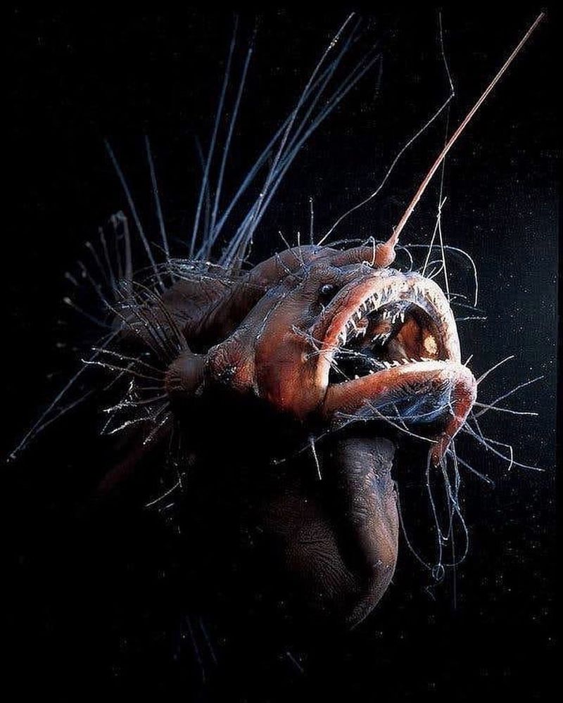 Anglerfish