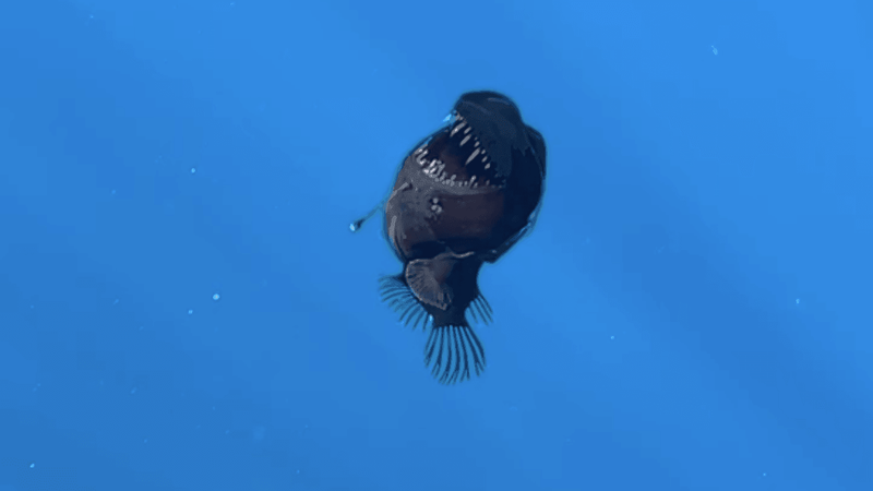 Anglerfish