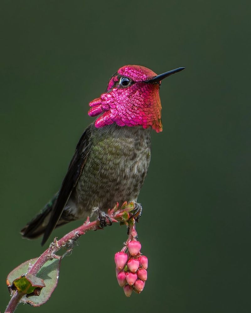 Anna's Hummingbird