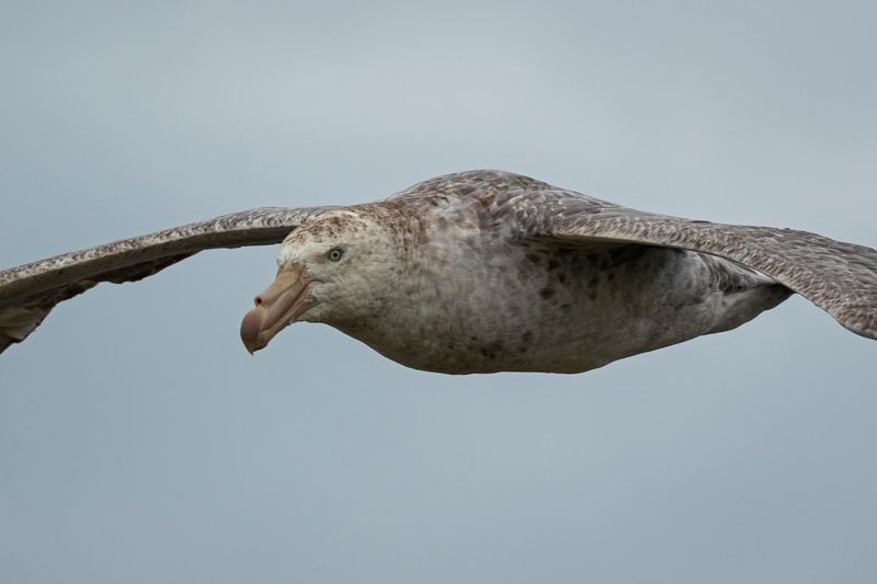 Antarctic Giant Petrel