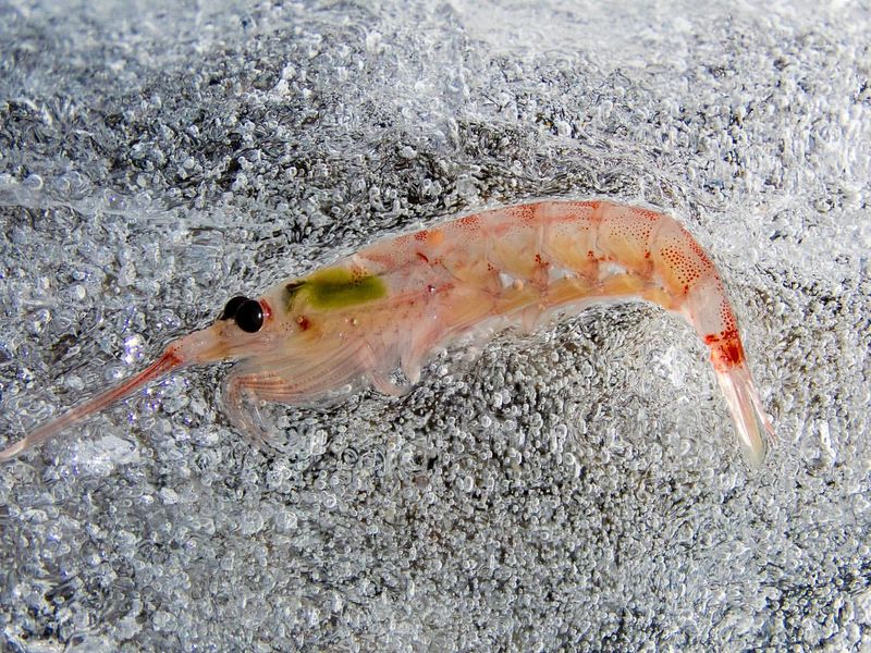 Antarctic Krill