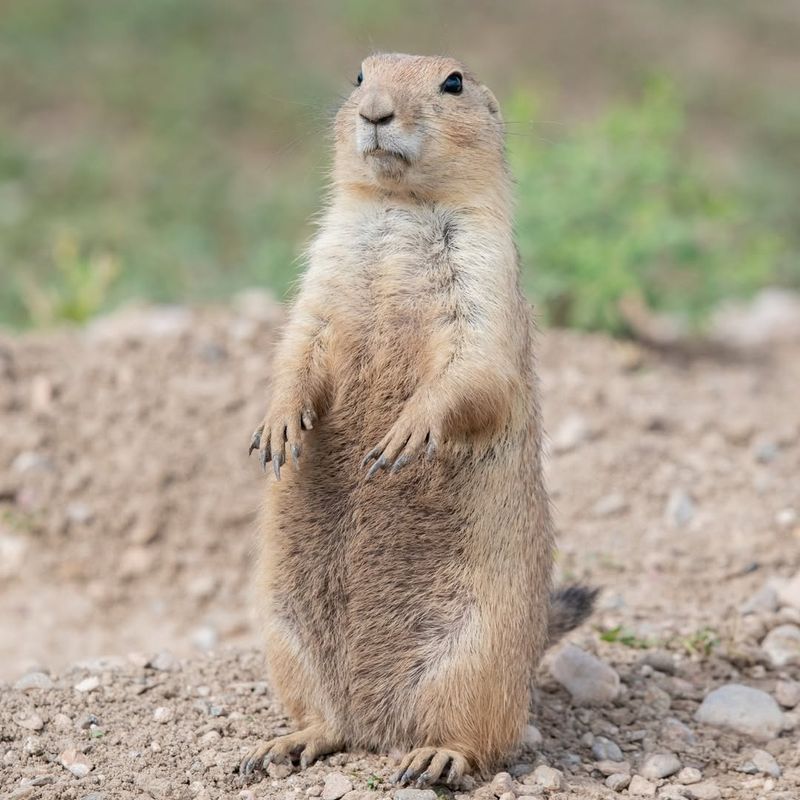 Prairie Dogs