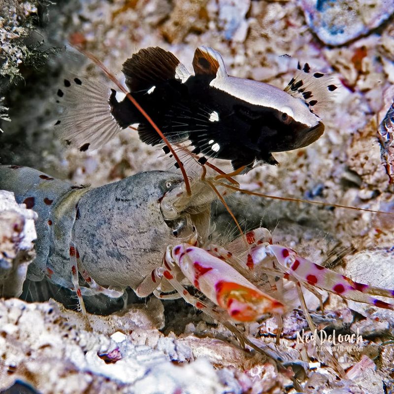 Gobies And Shrimp