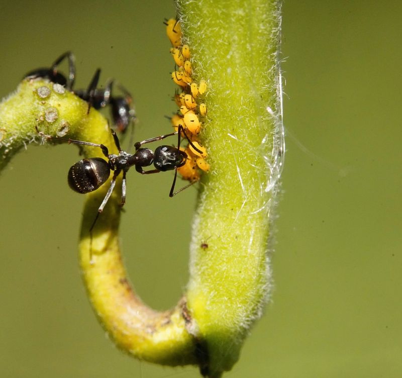 Ants and Aphids