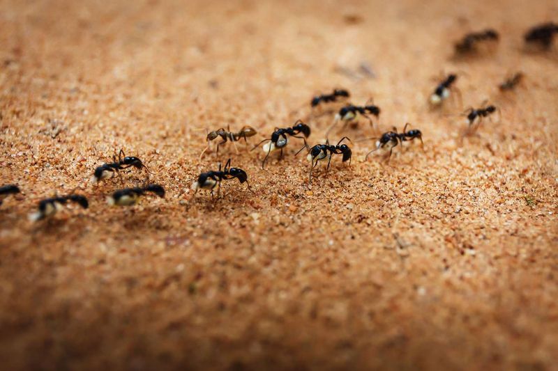 Ants