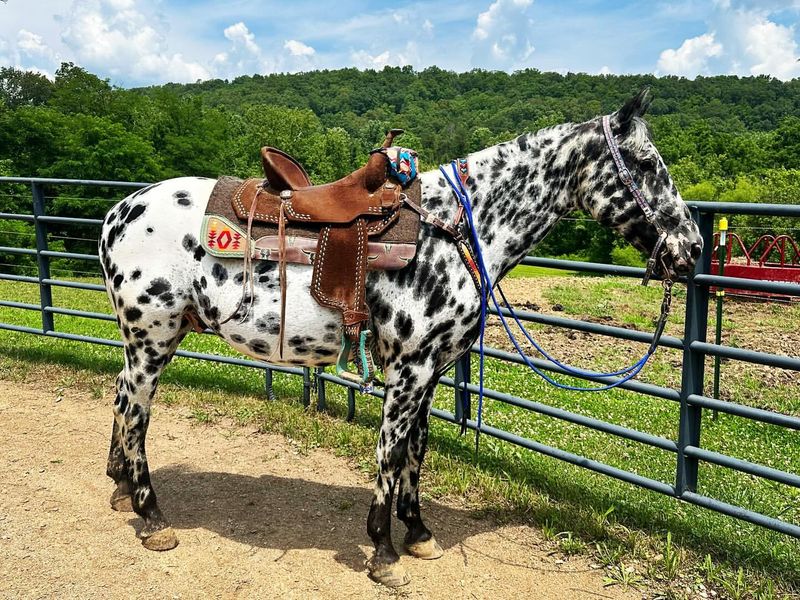 Appaloosa