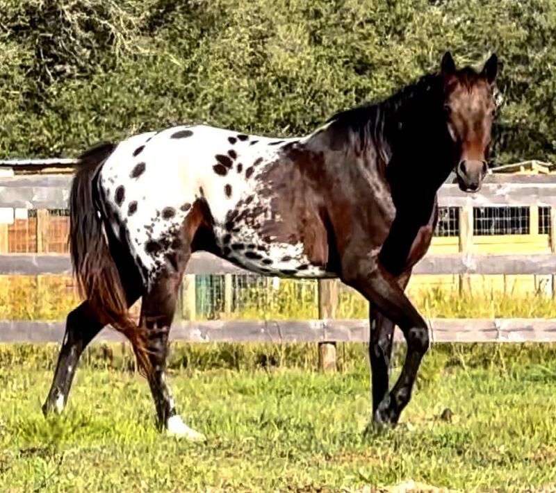 Appaloosa