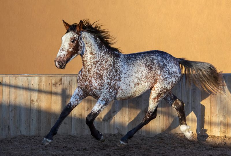 Appaloosa