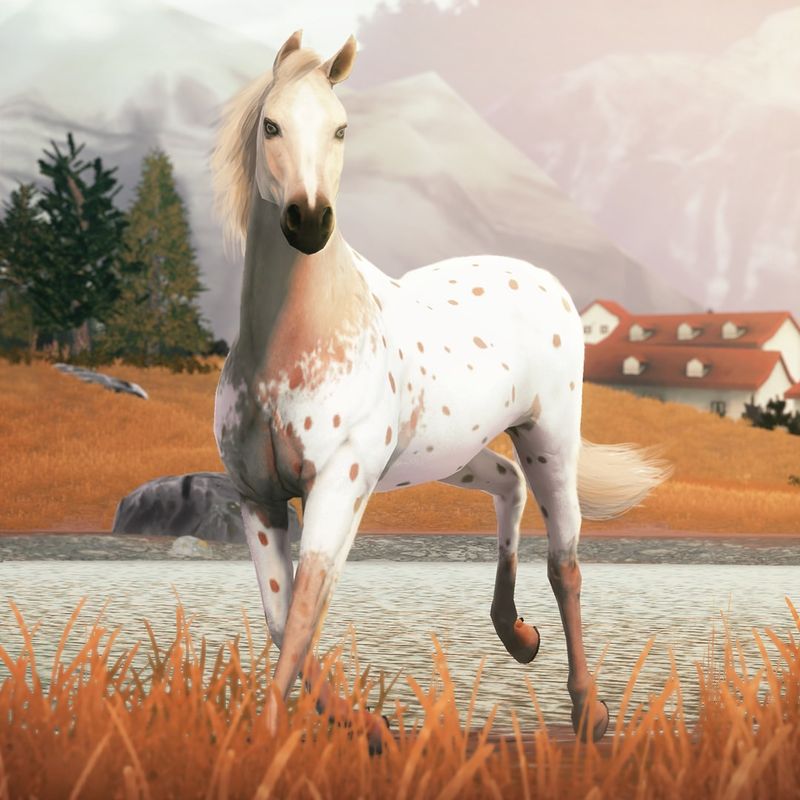 Appaloosa