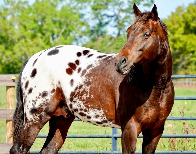 Appaloosa