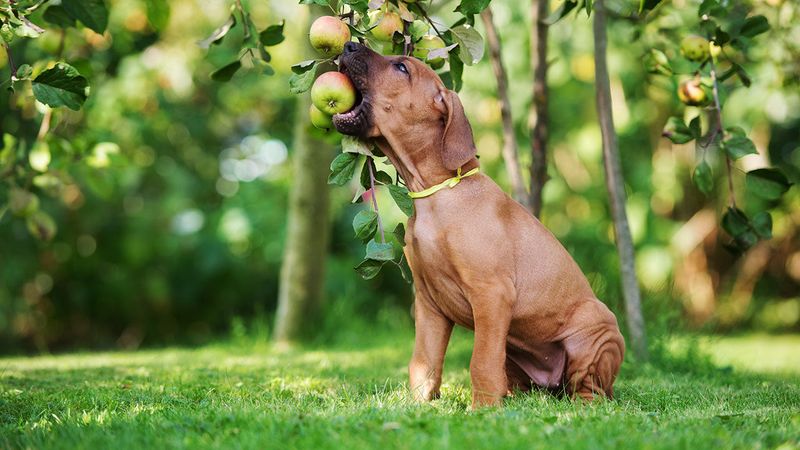 Apple Seeds