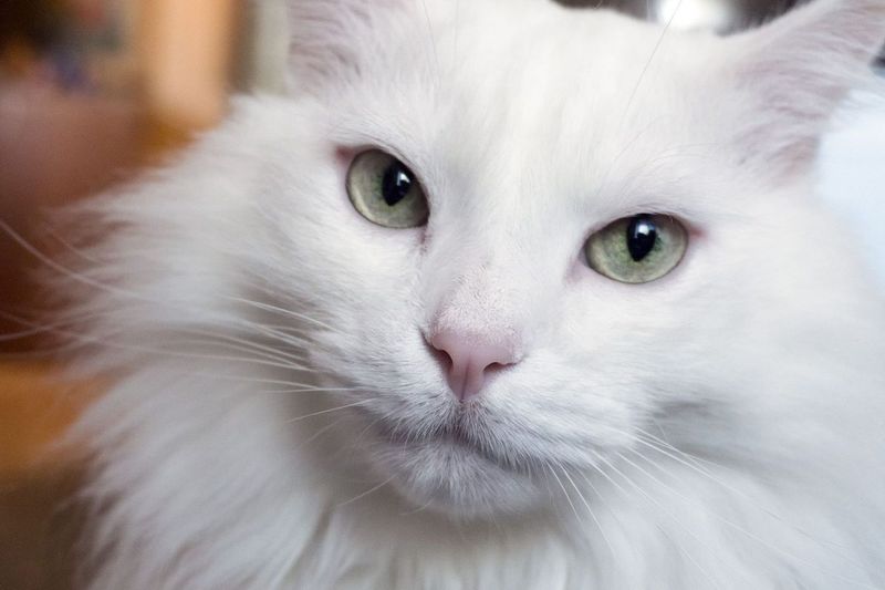 Aquarius: Turkish Angora